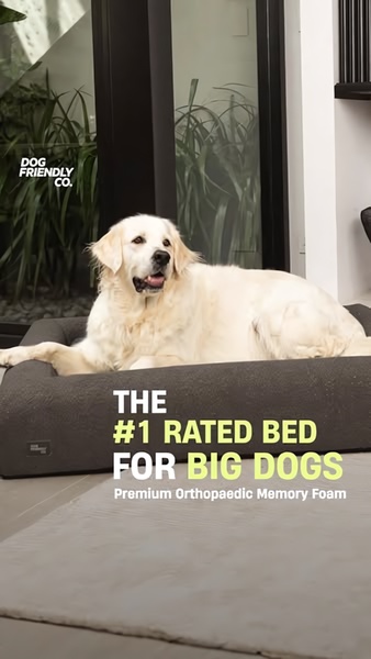 dog bed, pet bed, orthopedic dog bed, memory foam dog bed, large dog bed, dog mattress, pet furniture, bestseller push, product launch, lifestyle, trustworthy, warm, neutral, green